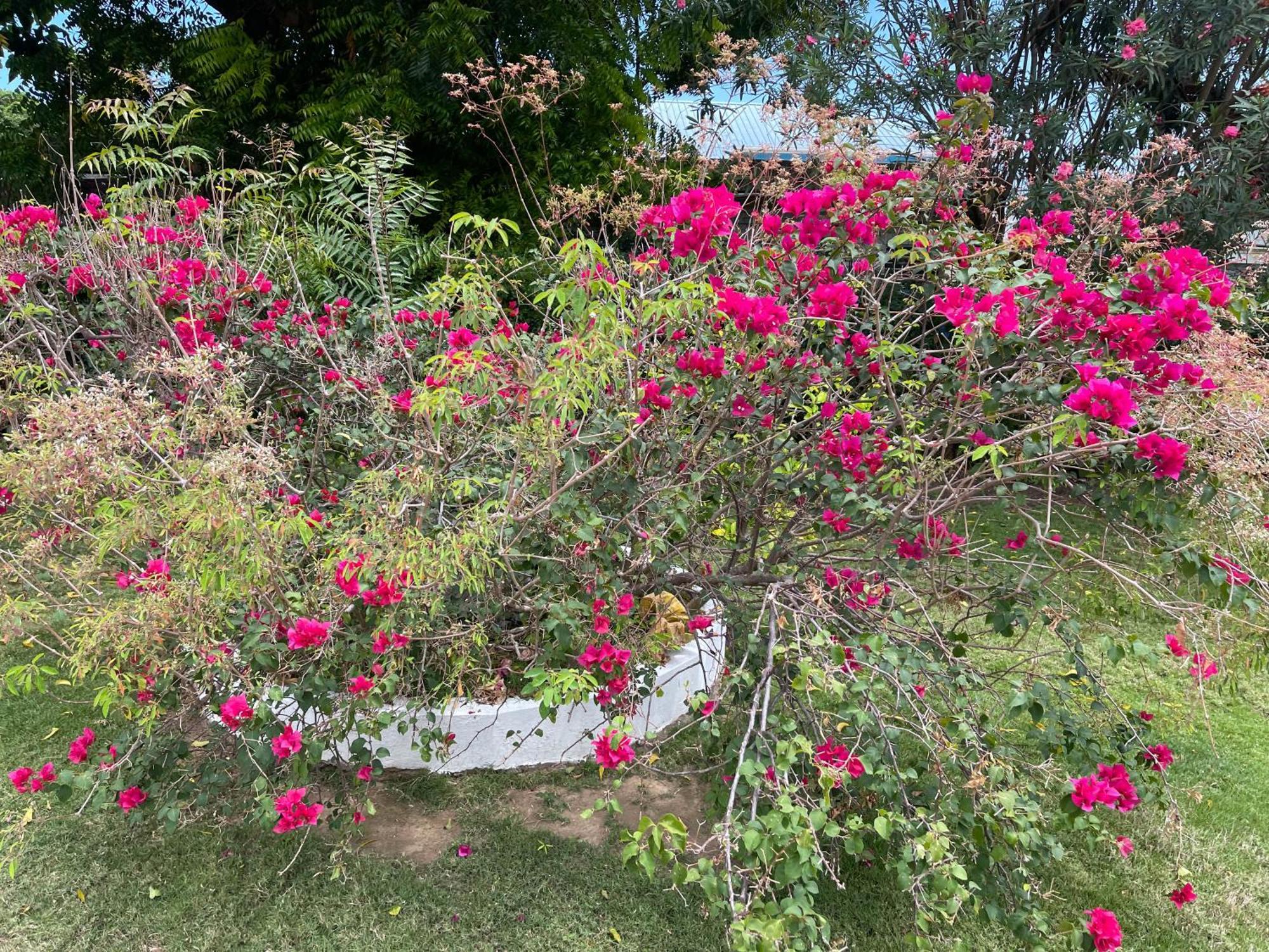 Little Shaw Park Guest House Ότσο Ρίος Εξωτερικό φωτογραφία